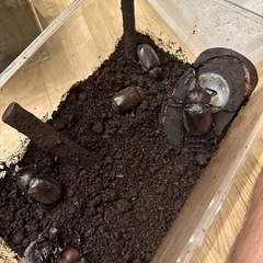 採れたて！国産カブトムシ⭐︎