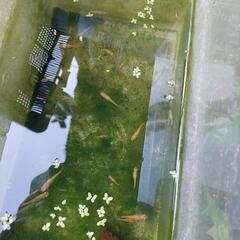 メダカ差し上げます。