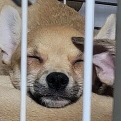 3月21日生まれの兄妹