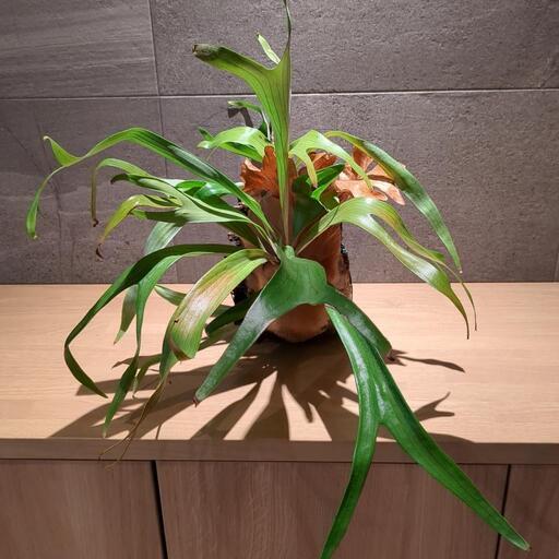 コウモリラン　梅の切り株付　3株