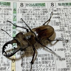 繁殖専用　ミヤマクワガタ58×37+ノコギリ♂54