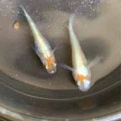 三色体外光　若魚