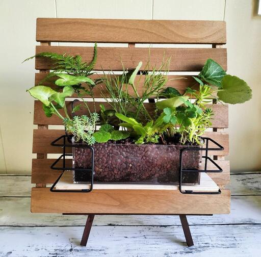 【Thankyou】観葉植物（ミニ）の寄植え