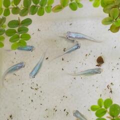 20匹 メダカ【幹之】成魚の画像