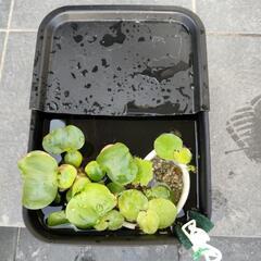メダカの水槽、売り切れました。注文があればまた作ります