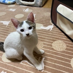 キジトラ、シロキジ、シロブチ４匹保護しました。
