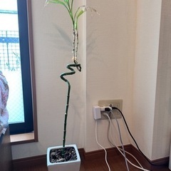 スパイラルバンブー　植木鉢の画像