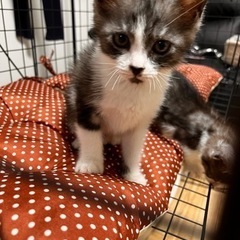 マンチカンの子猫