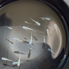 メダカ　輝黒龍　稚魚　幼魚　13匹1000円