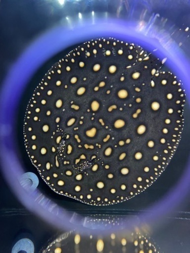 ダイヤモンドポルカ