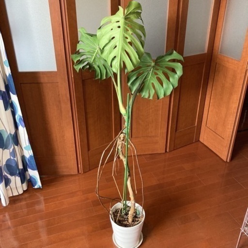 観葉植物 モンステラ デリシオーサ 幹立ち 高さ140センチ