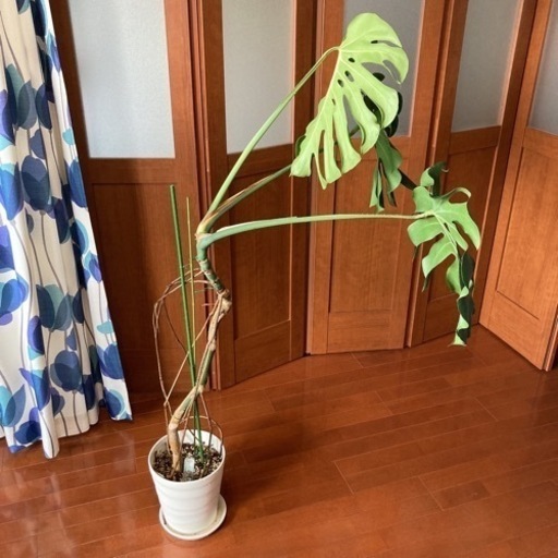 観葉植物 モンステラ デリシオーサ 幹立ち 高さ140センチ