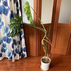 観葉植物 モンステラ デリシオーサ 幹立ち 高さ140センチ