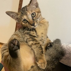 生涯大切にしていただける方、宜しくお願いします。