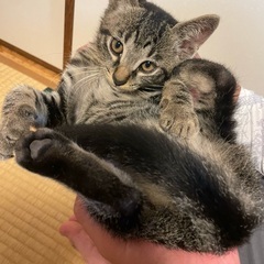 生涯大切にしていただける方、宜しくお願いします。