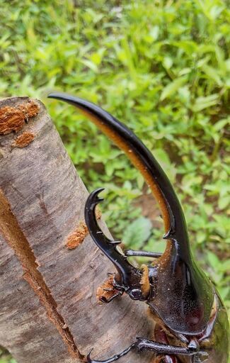 ヘラクレスオオカブトムシ　♂♀ペア