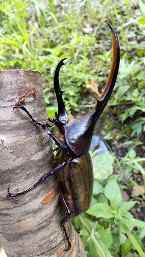 ヘラクレスオオカブトムシ　♂♀ペア