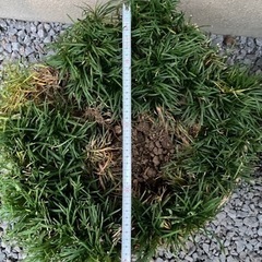 寄せ植え　リュウノヒゲ（約３００本）