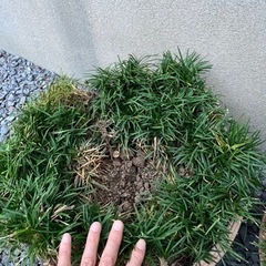 寄せ植え　リュウノヒゲ（約３００本）の画像