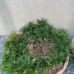 寄せ植え　リュウノヒゲ（約３００本）の画像