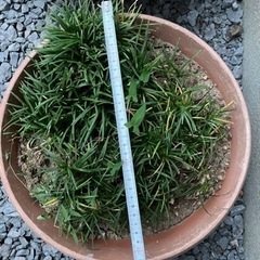 寄せ植え　リュウノヒゲ（約１００本）