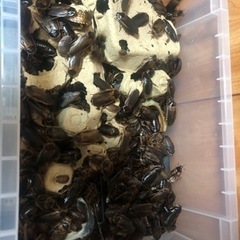 デュビアいろんなサイズ