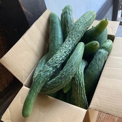 おばけきゅうり大量！