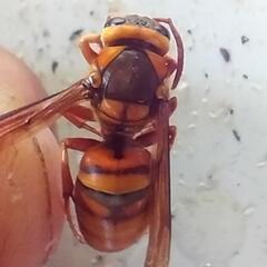 ハチ駆除　蜂駆除　個人なので値段もお得です