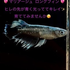 メダカ マリアージュロングフィン 稚魚