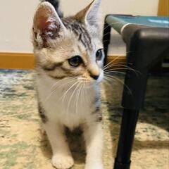 かわゆ～い兄妹２ヶ月珍しいグレーキジ白、キジトラ２匹一緒のお迎えのお願いです。 - 猫