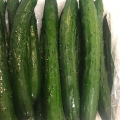 夏野菜無料で差し上げます