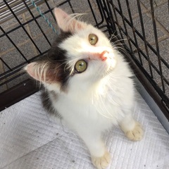 【トライアル中】【里親募集】迷子の仔猫を保護しました【推定３ヵ月...