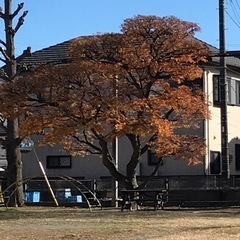 庭木　剪定　伐採　一本でも　即日対応！ - 剪定/造園