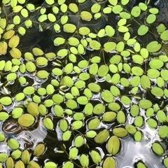 メダカ5匹＋浮草サンシヨウモ＋ウィローモスの画像