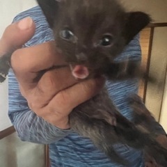 【急募】キャンセル発生の為再募集2か月子猫