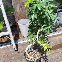 シェフレラ　観葉植物の画像