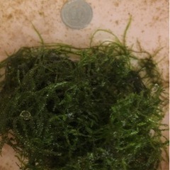 メダカ5匹＋浮草サンシヨウモ＋ウィローモスの画像