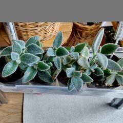 <<サマーセール>>【多肉植物】カランコエ属『月兎耳』(TTJ50)2号ポット入りの画像