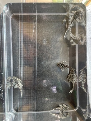 【直接引取限定】キンペコ5～7cm 7匹セット