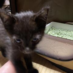 迷い子猫です。