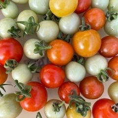 残り1袋！早採れトマト🍅無料！