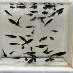 お譲り先決定【ブラックキング】若魚お譲りいたします