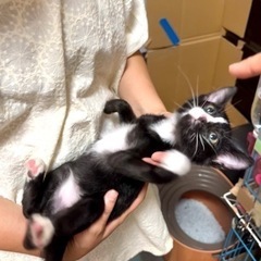 空猫✈️シリーズ❣️ゴージャス魅惑的なエジプシャンマウMIXの白...