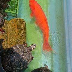 大きく育った金魚の画像