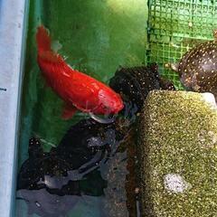 大きく育った金魚の画像