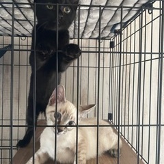 シャムミックスと黒の兄弟　子猫だらけの里親会参加します
