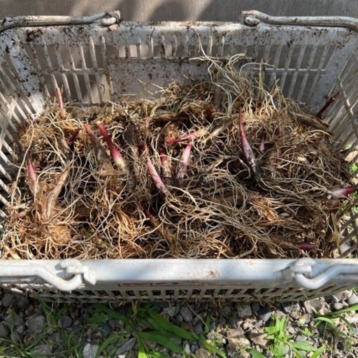 行者ニンニク　根のみ　苗　球根　500本