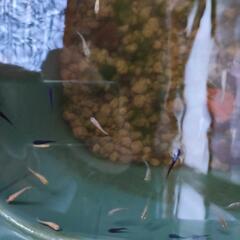 メダカ色々 幼魚②の画像