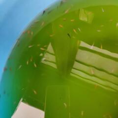 メダカ色々 幼魚②の画像