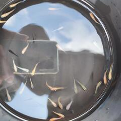 メダカ色々 幼魚②の画像